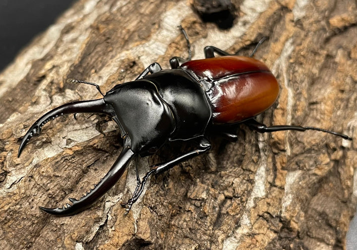 《アローコクワ亜種リエン 64mm ♂♀♀トリオ》