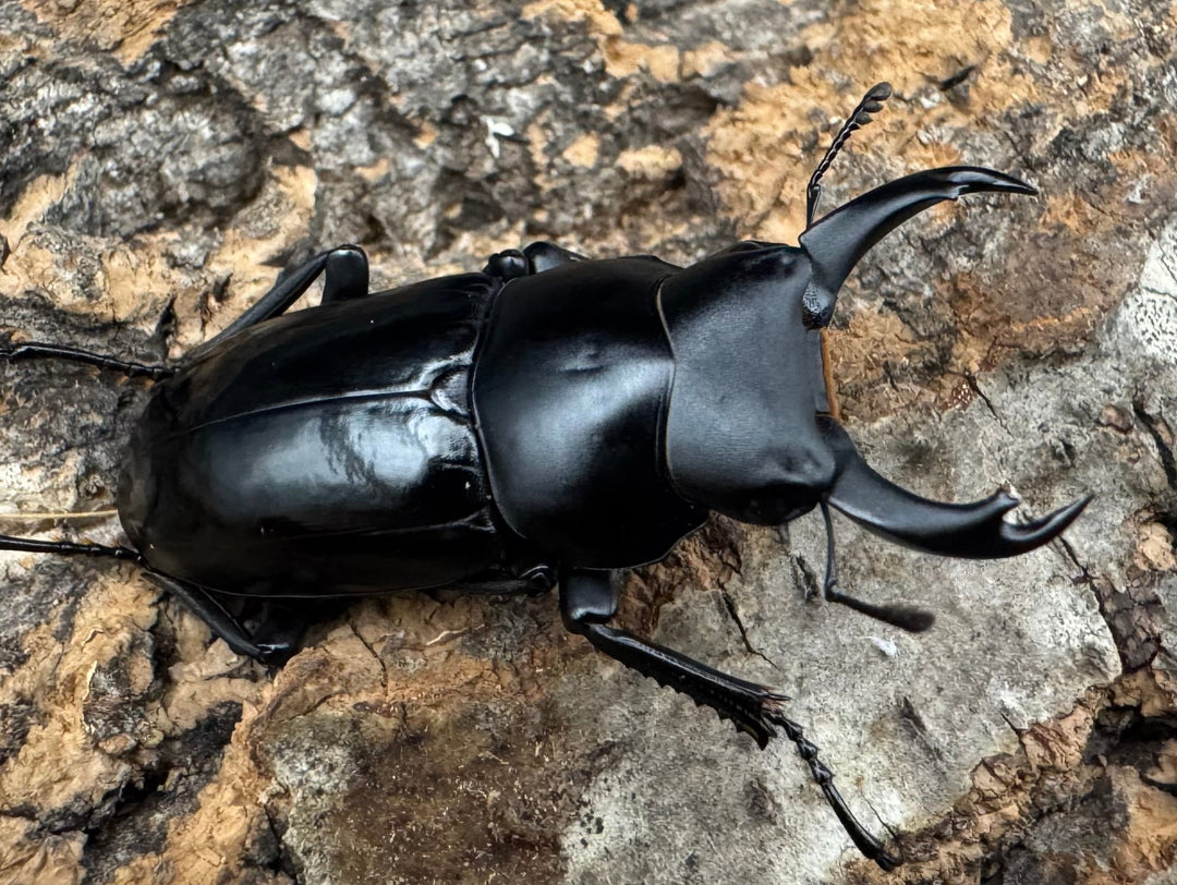 【WD】《シネンシスコクワ ssp. 怒江亜種 36mm ペア》