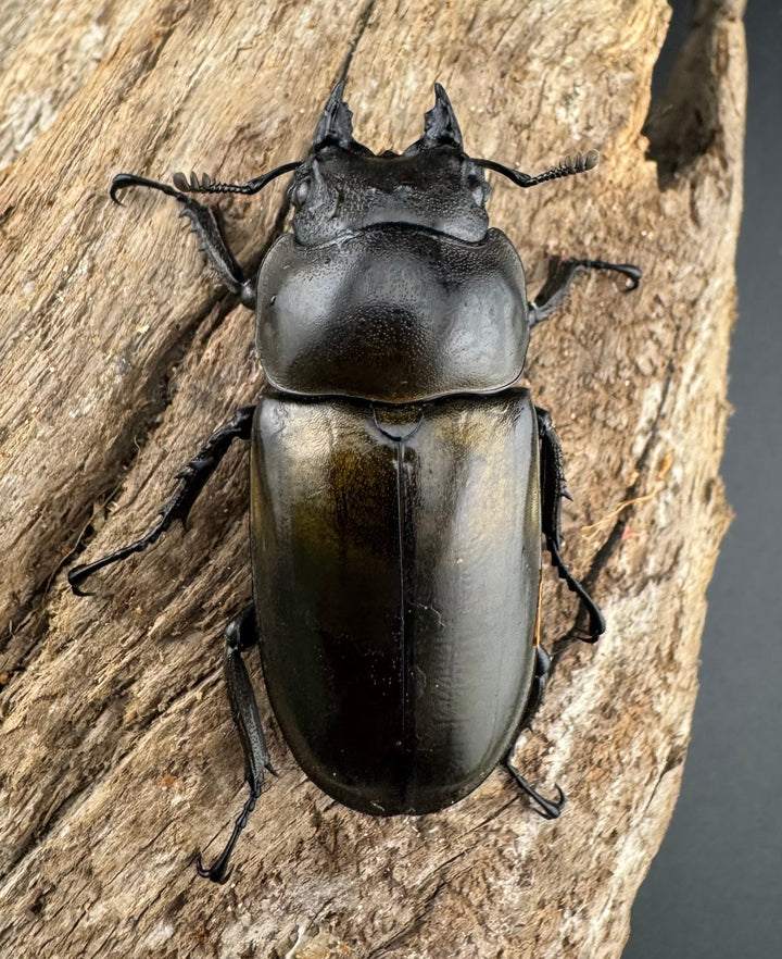 【F0】《ローゼンベルグオウゴンオニクワガタ 72mm ペア》