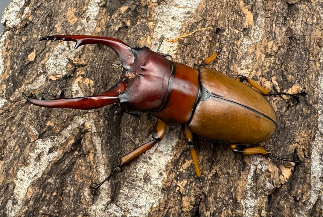 【WD】《アスタコイデスノコギリ 西ジャワ産 66.5mm ペア》