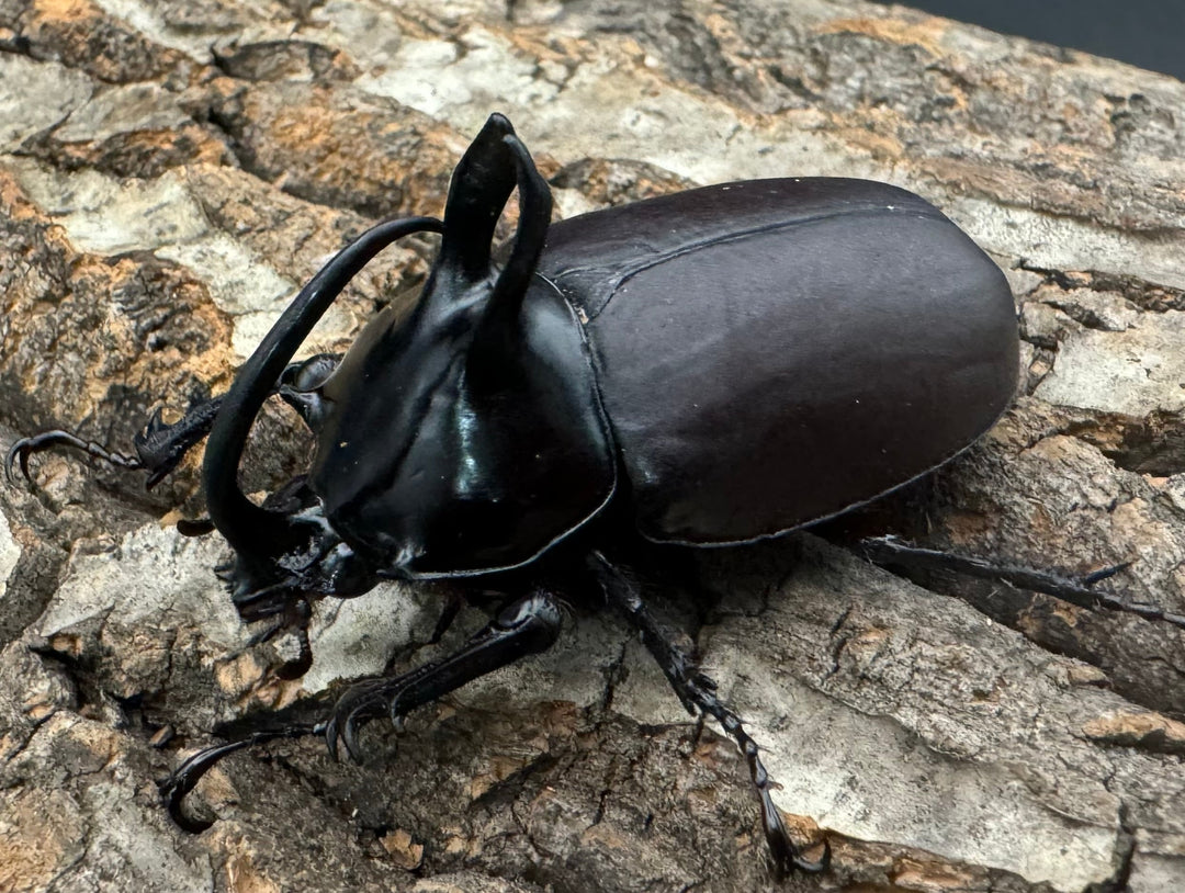 【WD】《ビルマニクス ゴホンツノ 58.5mm ペア》