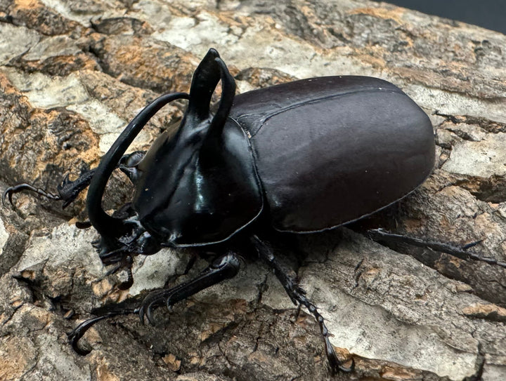 【WD】《ビルマニクス ゴホンツノ 58.5mm ペア》