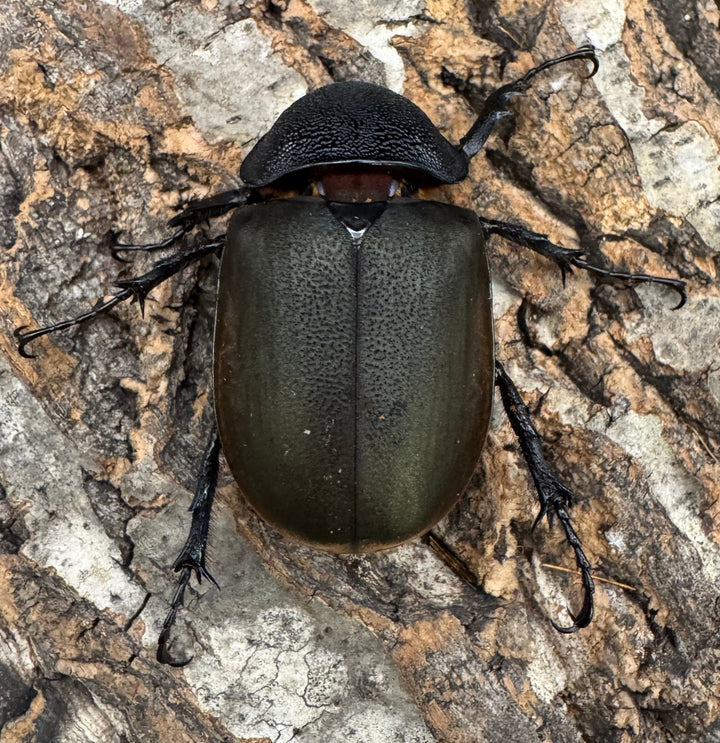 【WD】《ジャワコーカサスオオカブト 109mm ペア》