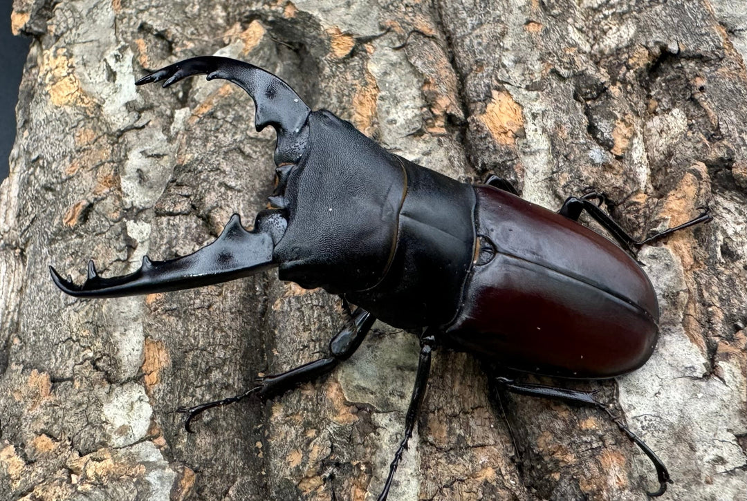 即ブリ《ダビソンフタマタ 77mm ♂♀♀♀♀セット》