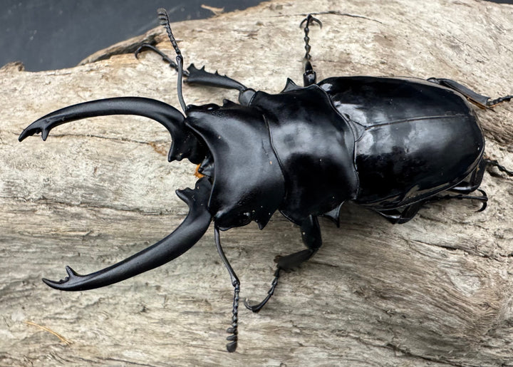 【WD】《ダールマンツヤクワガタ亜種celebensis 81.5mm ペア》