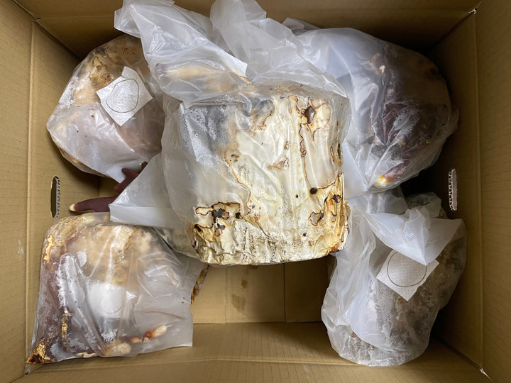 植菌レイシ材 L～LLLサイズ1本入り