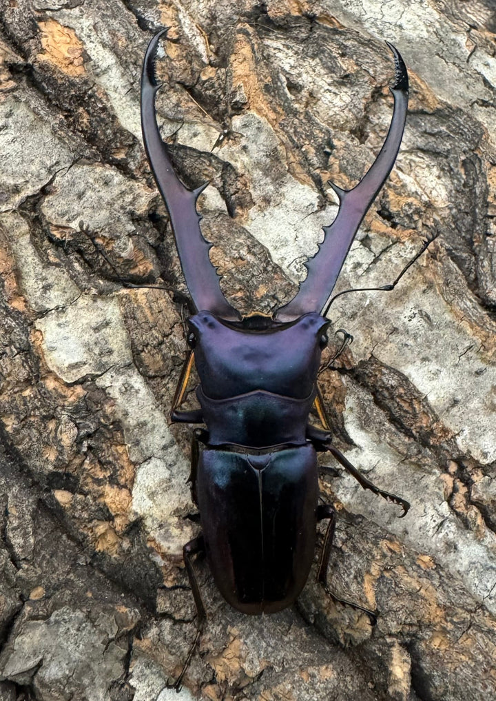 【美麗】《メタリフェルホソアカ 76mm ペア》わたくわ氏ブリード個体