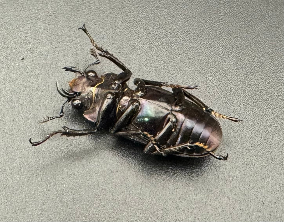 【美麗】《メタリフェルホソアカ 76mm ペア》わたくわ氏ブリード個体