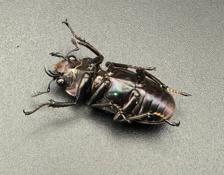 【美麗】《メタリフェルホソアカ 76mm ペア》わたくわ氏ブリード個体