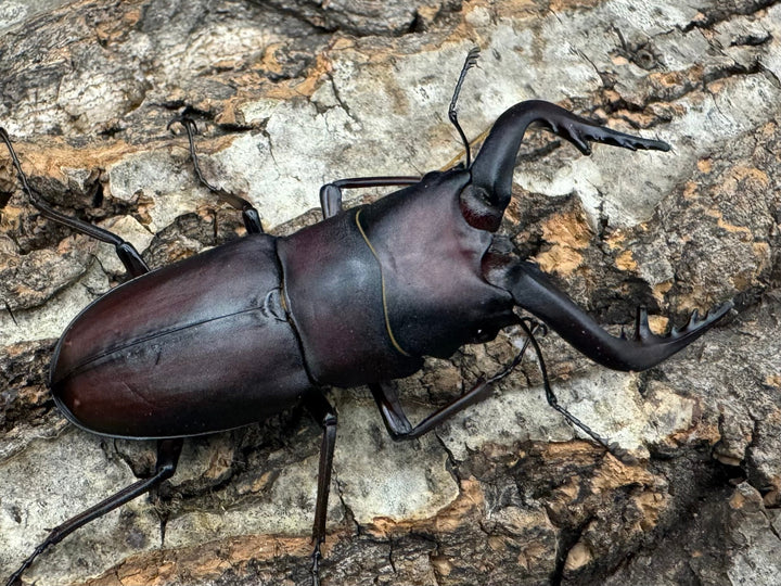 【WD】《ノコギリクワガタ 伊豆大島産 64mm ペア》