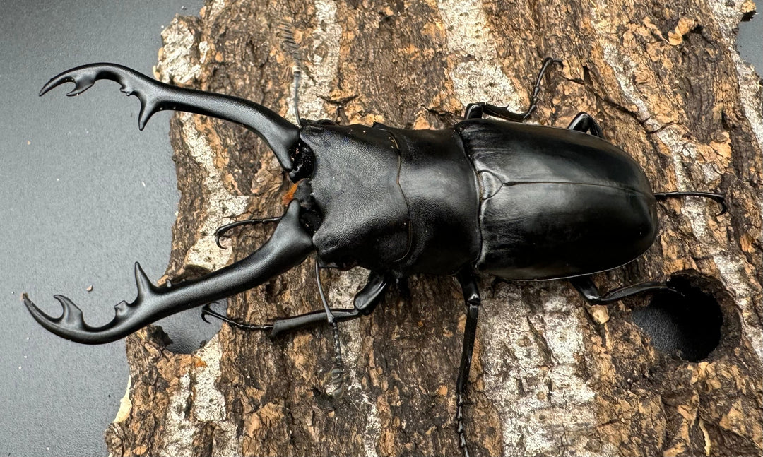 【WD】《ギラファノコギリ亜種ボロブドゥール 90mm ペア》