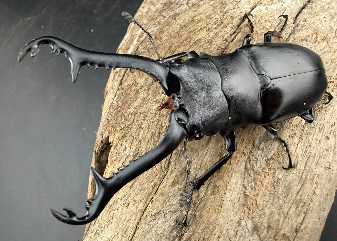 【WD】《ギラファノコギリ亜種ニシヤマイ 95mm ペア》