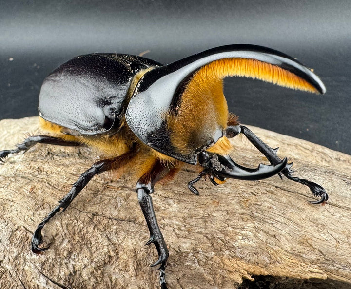 《サタンオオカブト 81mm ペア》