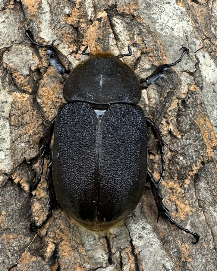 《ヘラクレス・ヘラクレス 139mm ペア》