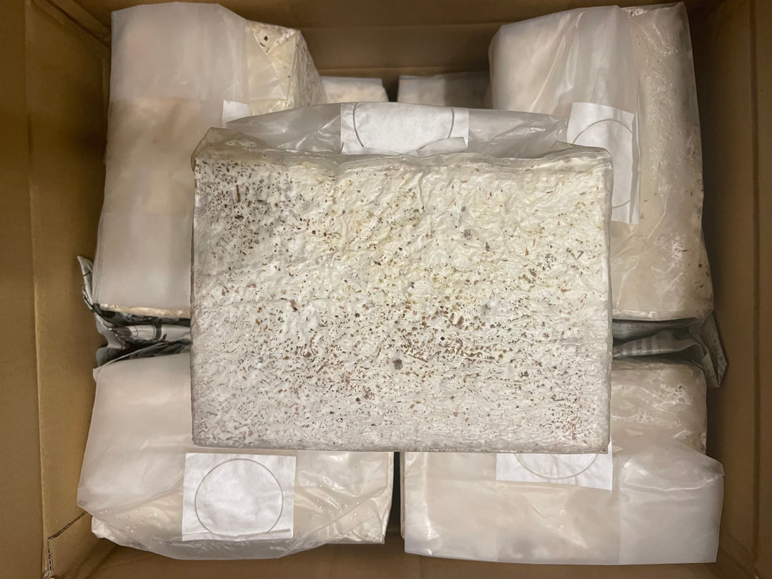 【5袋セット】ファミリア ラストピース ブロック 3500cc