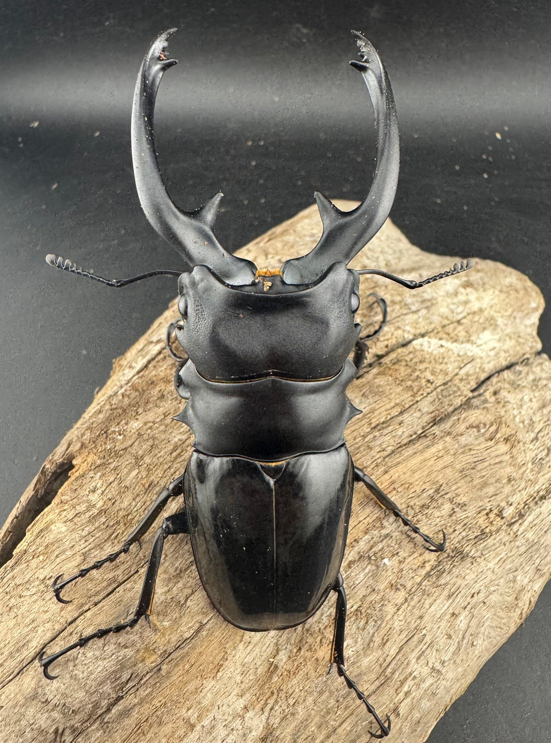 【WD】大型《インターメディアツヤクワガタ ガントン産 96mm ペア》