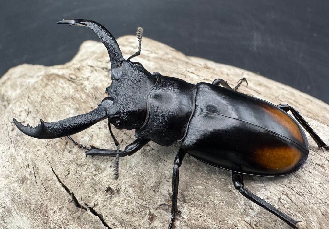 【WD】《セアカフタマタ（パリーフタマタ） 57mm ペア》