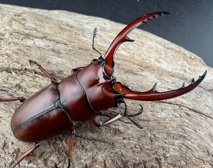 【WD】《アスタコイデス亜種fraternus 58mm ペア》