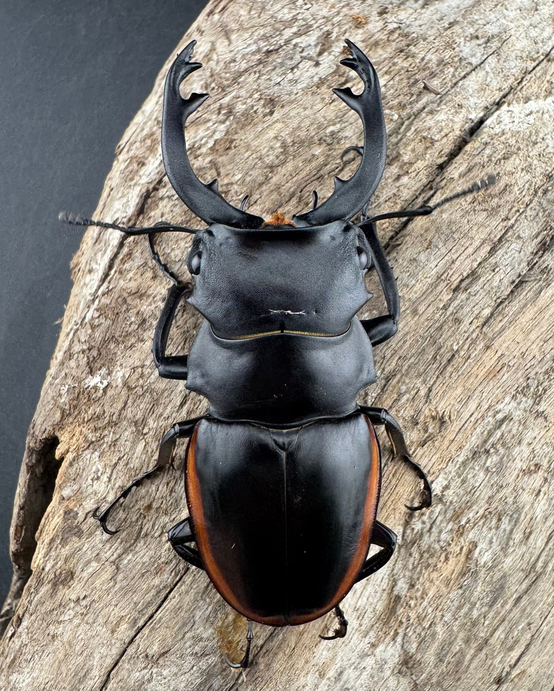 【WD】《クベラツヤクワガタ亜種sinensis 浙江省産 70mm ペア》