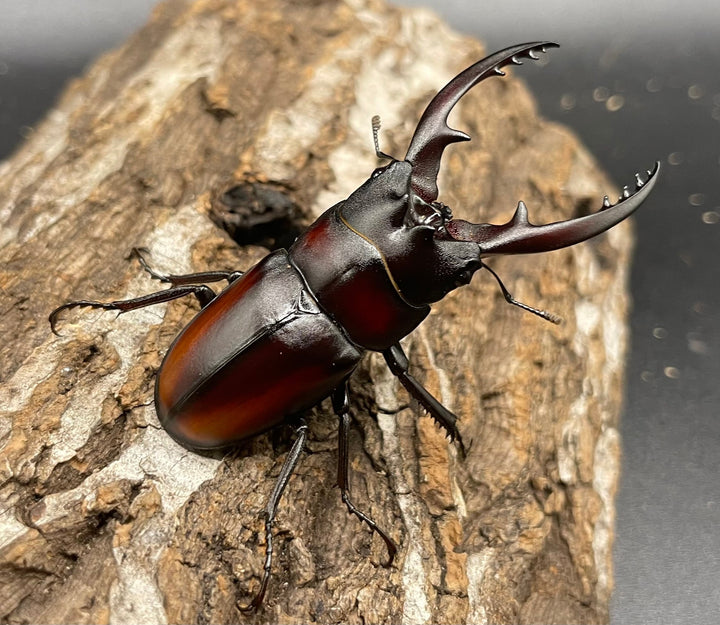 《レニノコギリ 紋あり 56mm ペア》