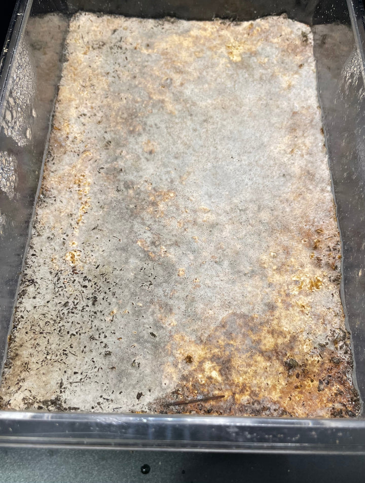 グリードSL（低添加微粒子） 産卵菌床 コバシャ小