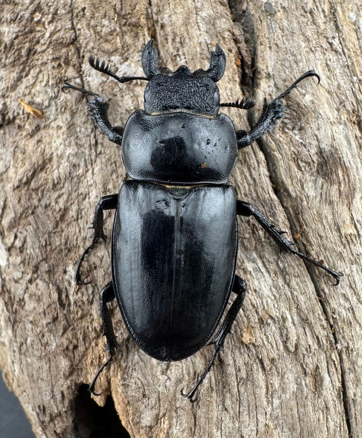 【WD】《パリーミヤマクワガタ 40.5mm ペア》