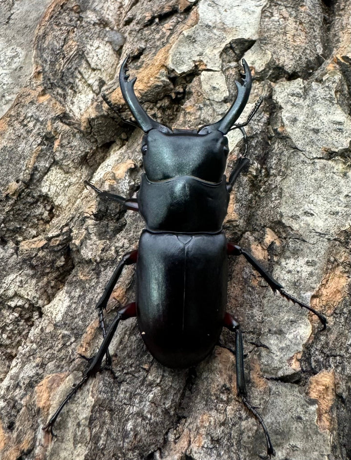 【WD】《アカアシクワガタ 山梨県産 ペア》