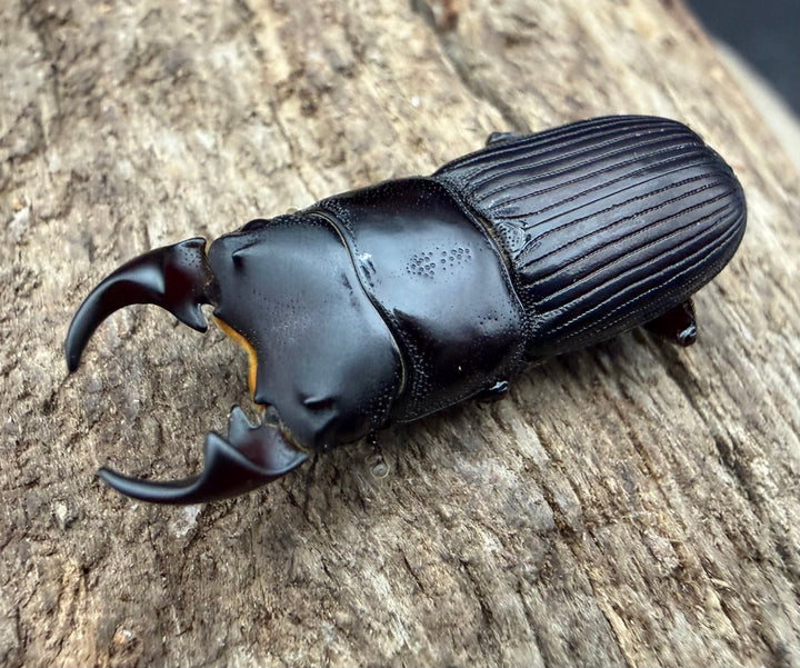 【F0】《ラエビコリスネブトクワガタ 23mm ♂♀♀トリオ》
