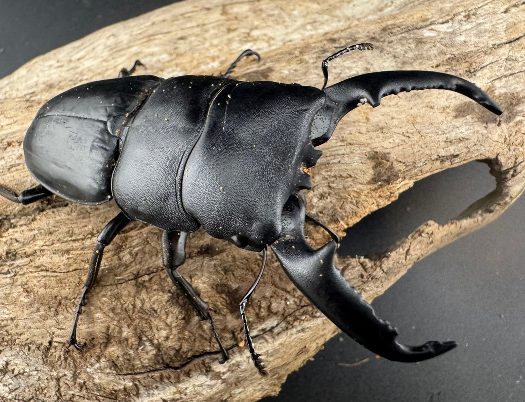 【WD】《パラワンオオヒラタ ロハス産 78mm ペア》