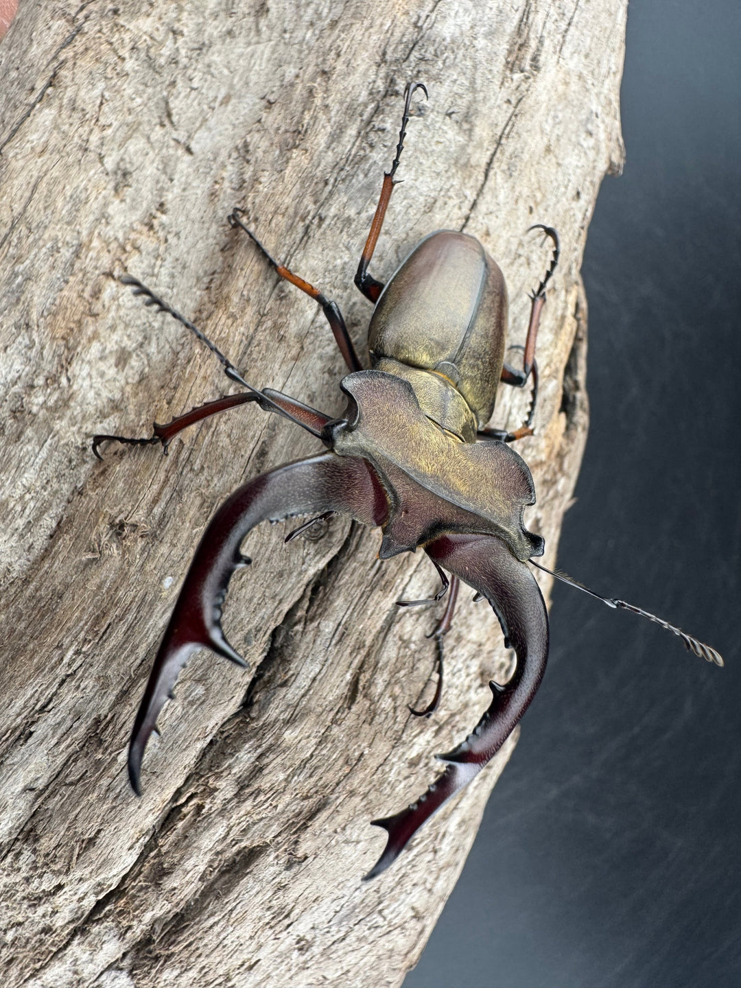 【WD】《グラディウスミヤマ 60.5mm ペア》