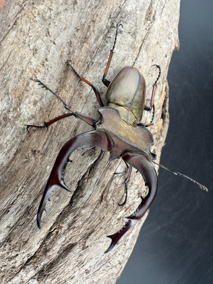 【WD】《グラディウスミヤマ 60.5mm ペア》