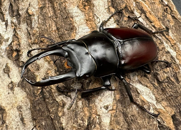 【WD】《チベット産 ドンキエルコクワ原名亜種 57mm ♀B品ペア》