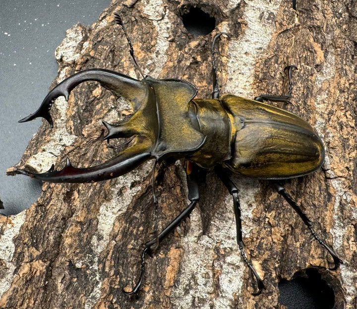 【WD】《チベットミヤマ亜種フルキフェル 76mm ペア》