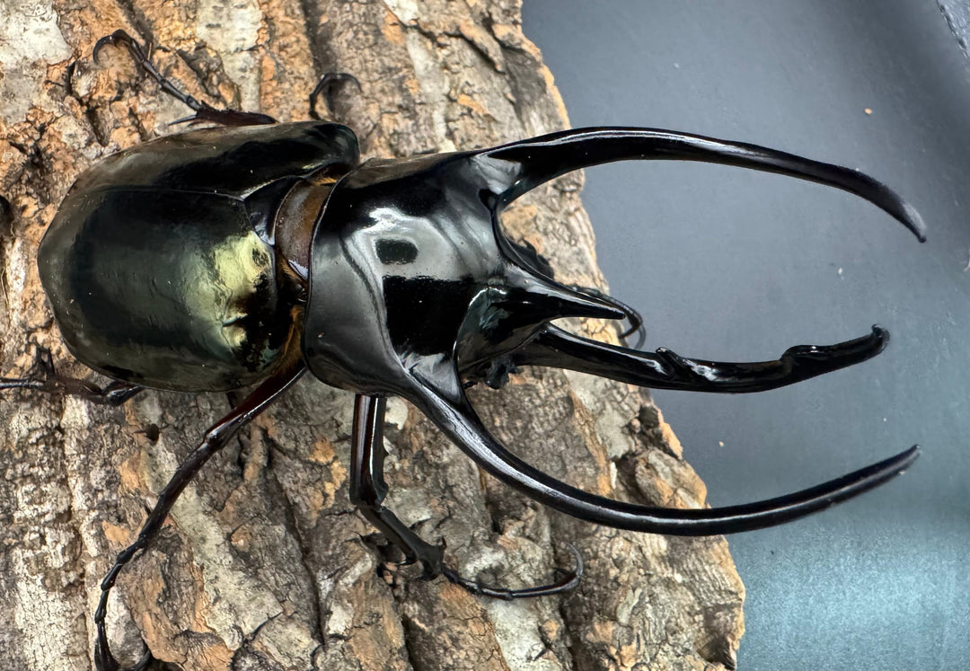 【WD】《ジャワコーカサスオオカブト 109mm ペア》