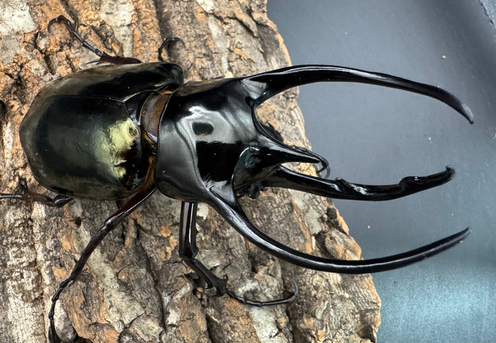 【WD】《ジャワコーカサスオオカブト 109mm ペア》