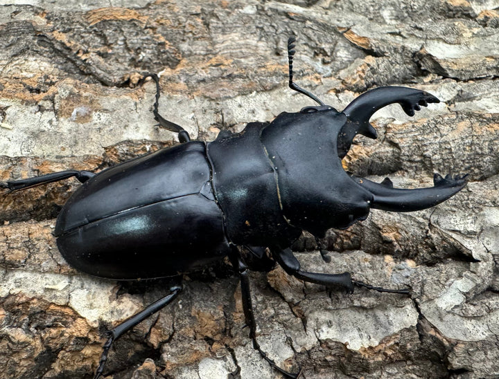 【WD】《アルケスツヤクワガタ 75mm B品ペア》