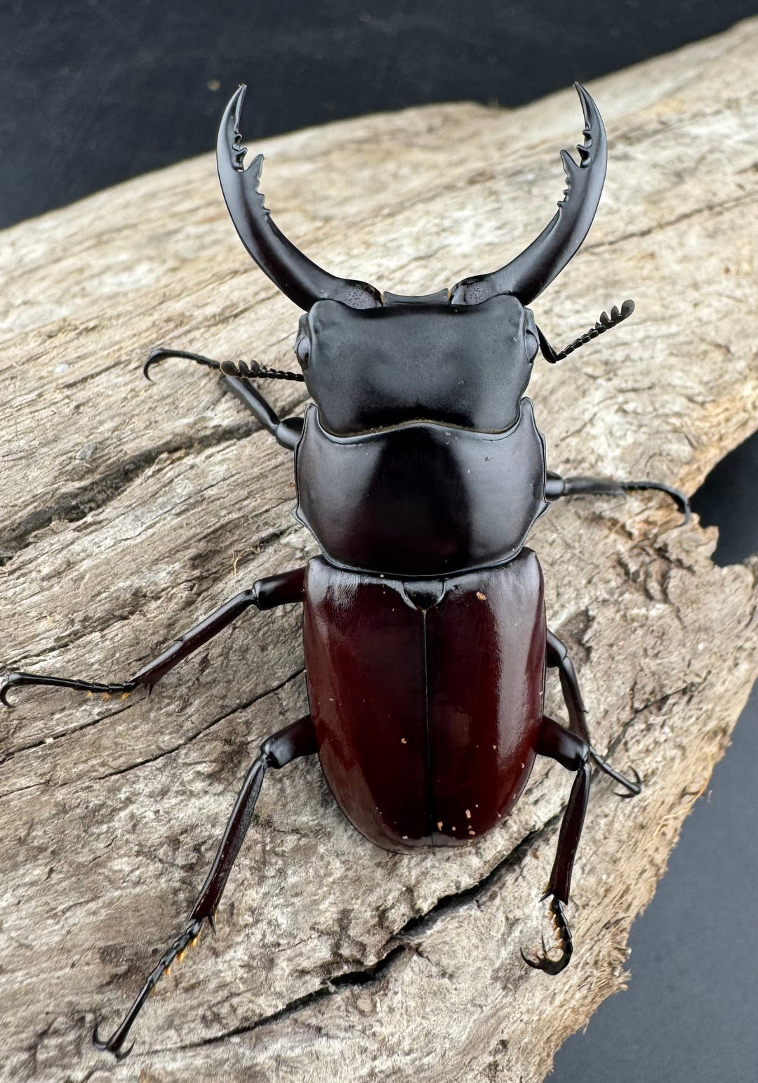 【WD】《アローコクワ原名亜種 臨滄市産 48mm ペア》