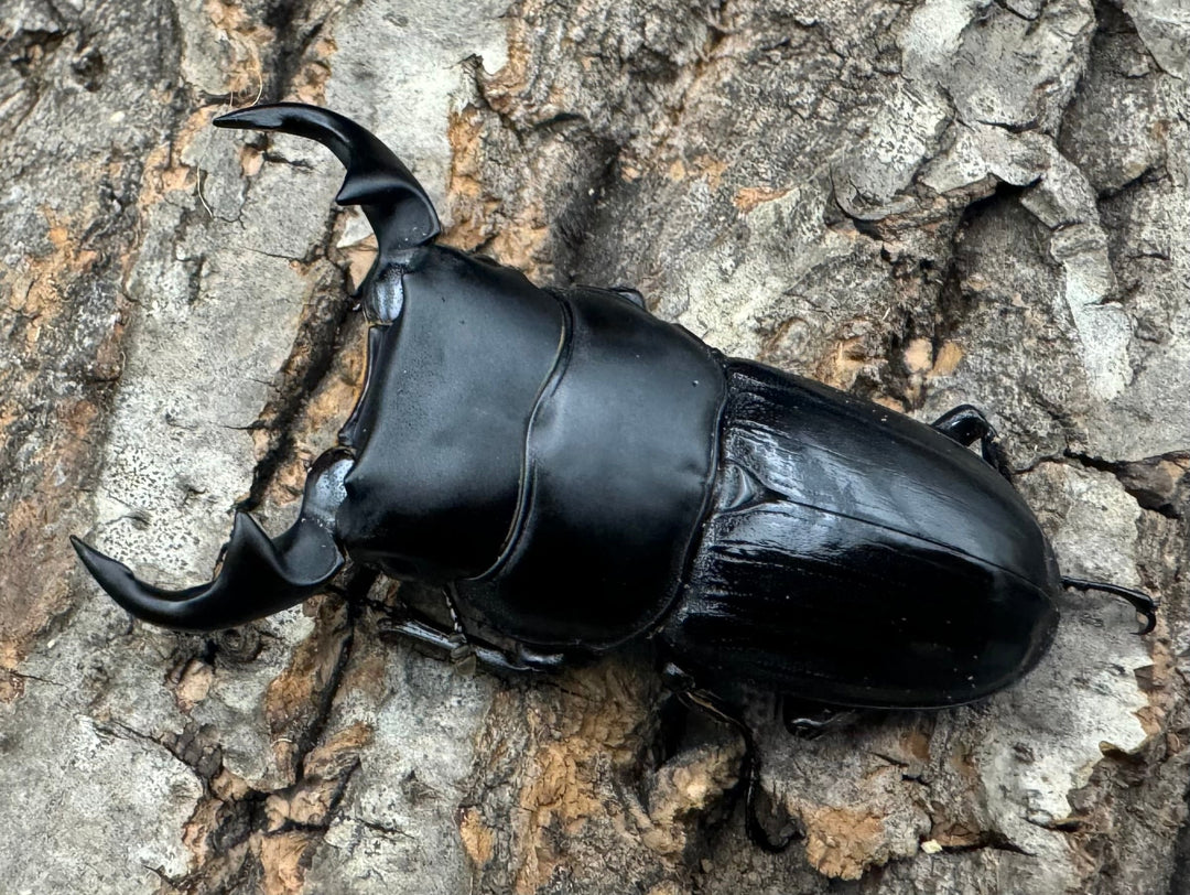 【WD】《ジャワパリーオオクワ 58mm ペア》