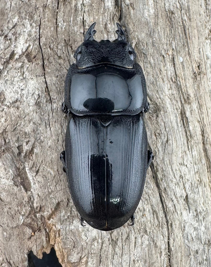 【WD】《アルキデスヒラタ ベンクール産 長歯 92mm 胸幅35.9mm  ペア》