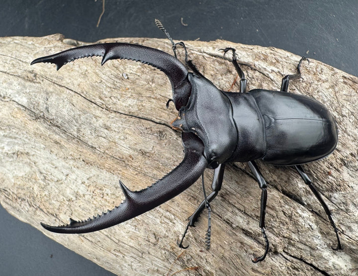 【WD】《マンディブラリスフタマタ 95mm A ’品ペア》