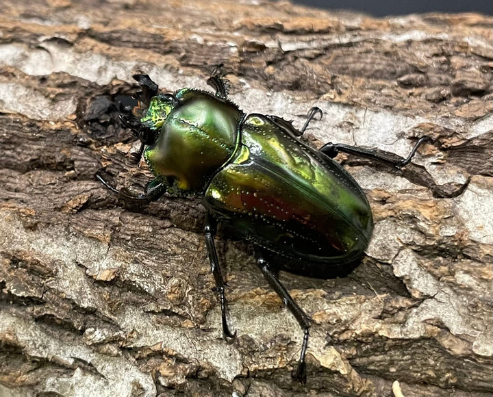 《ニジイロクワガタ Free ♂♀♀トリオ》