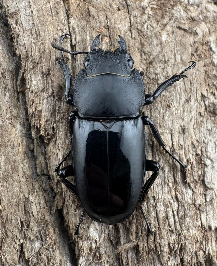 【WD】《ウーチャオノコギリクワガタ 25mm ♀単》