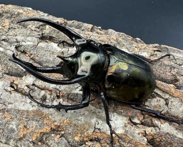 【WD】《ミンダナオアトラスオオカブト 95mm ♂単》