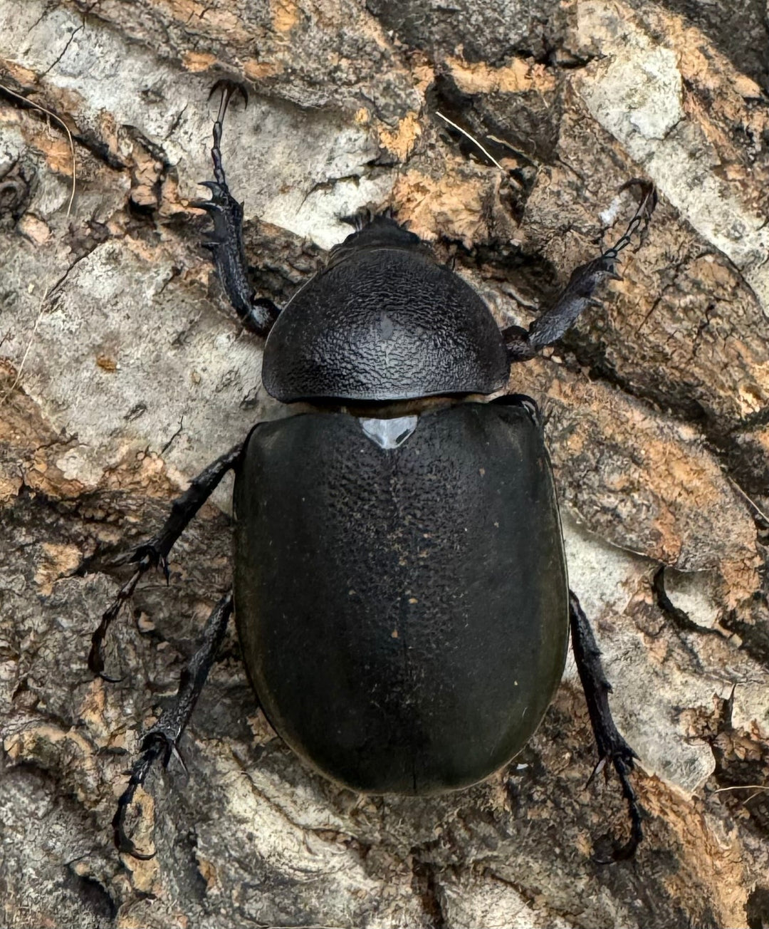 【WD】《ミンダナオアトラスオオカブト 88mm ペア》