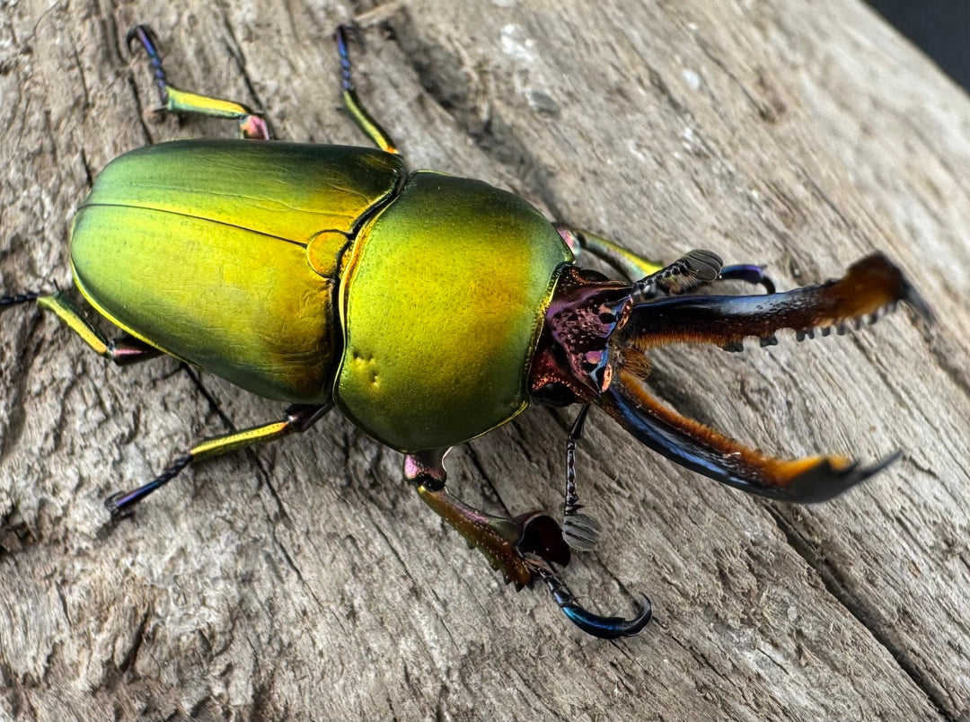 【WD】《パプアキンイロクワガタ アルファック産 33mm ペア》