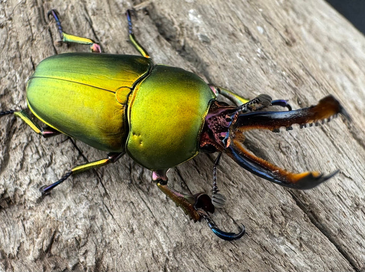 【WD】《パプアキンイロクワガタ アルファック産 33mm ペア》