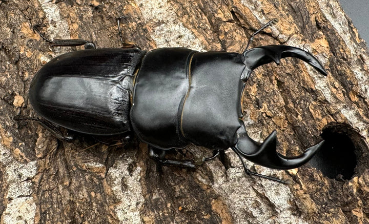 【WD】《ジャワパリーオオクワ 60mm ペア》