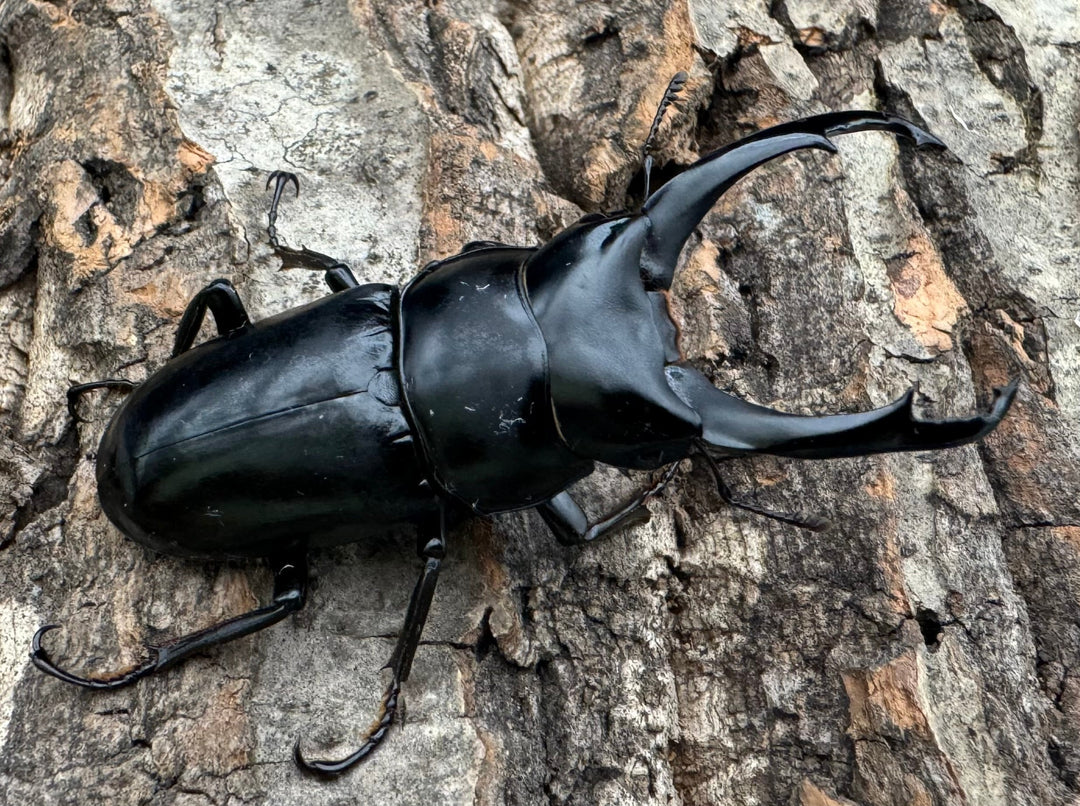 【WD】《ネパレンシス ssp. チベット産 61mm ♂♀♀トリオ》