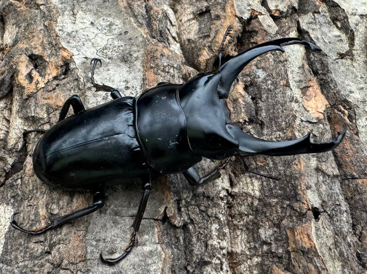 【WD】《ネパレンシス ssp. チベット産 61mm ♂♀♀トリオ》