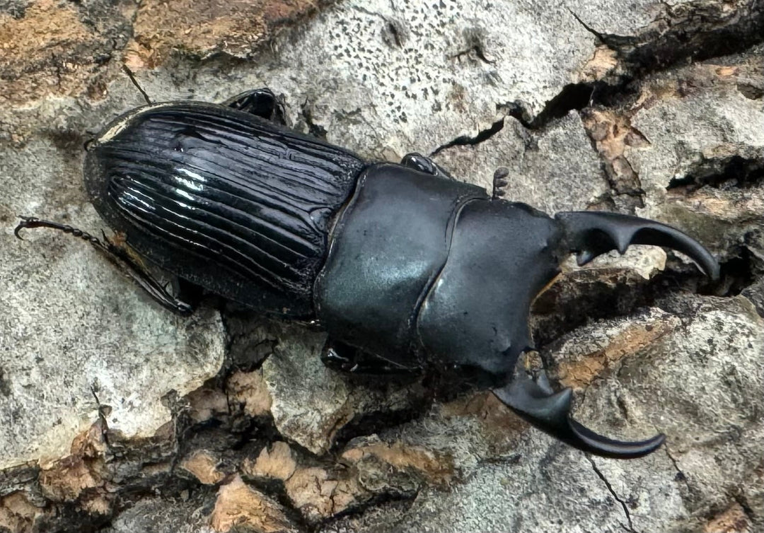 【F0】《カントンネブト Free A'品ペア》